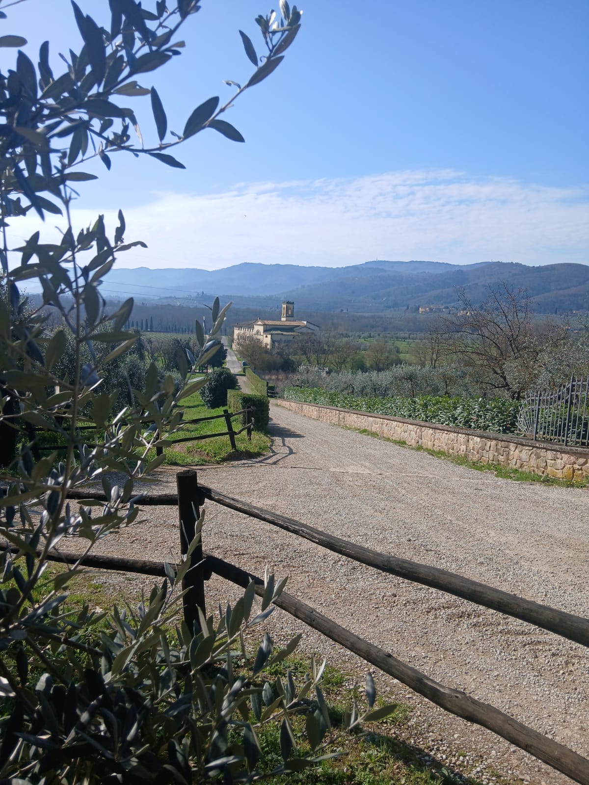 View through olive trees